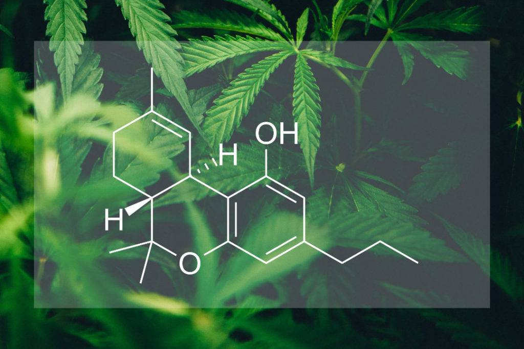 What is THCV? The Benefits and Does it Get You High?
