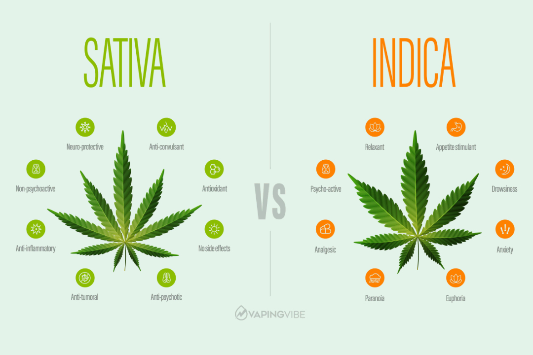 Sativa VS Indica VS Hybrid: What are the differences between strains?